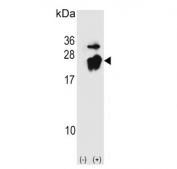 Western blot testing of 1) non-transfected and 2) transfected 293 cell lysate with Phosphatidylethanolamine-binding protein 1 antibody.