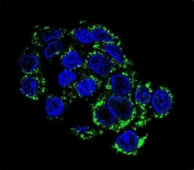 Immunofluorescent staining of human HepG2 cells with PEPCK2 antibody (green) and DAPI nuclear stain (blue).