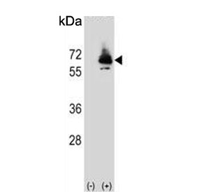 Western blot testing of 1) non-transfected and 2) transfected 293 cell lysate with PEPCK2 antibody.
