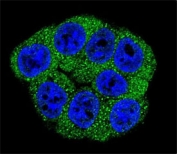 Immunofluorescent staining of human HeLa cells with PFKM antibody (green) and DAPI nuclear stain (blue).