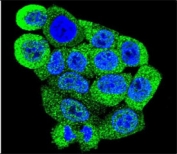 Immunofluorescent staining of human HeLa cells with YWHAB antibody (green) and DAPI nuclear stain (blue).