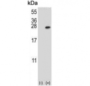 Western blot testing of 1) non-transfected and 2) transfected 293 cell lysate with YWHAB antibody.