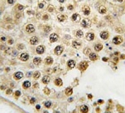 IHC testing of FFPE human testis tissue with Dual specificity protein phosphatase 10 antibody. HIER: steam section in pH6 citrate buffer for 20 min and allow to cool prior to staining.