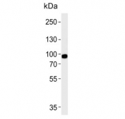 Western blot testing of human HEK293 cell lysate with Phospholipase A2 antibody. Predicted molecular weight ~85 kDa.