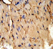 IHC testing of FFPE mouse heart tissue with PEA15 antibody. HIER: steam section in pH6 citrate buffer for 20 min and allow to cool prior to staining.