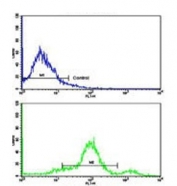 Flow cytometry testing of human WiDr cells with CCHCR1 antibody; Blue=isotype control, Green= CCHCR1 antibody.