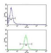 Flow cytometry testing of human HeLa cells with CALM1 antibody; Blue=isotype control, Green= CALM1 antibody.