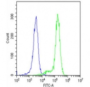 Flow cytometry testing of fixed and permeabilized human K562 cells with Interferon alpha receptor 1 antibody; Blue=isotype control, Green= Interferon alpha receptor 1 antibody.