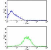 Flow cytometry testing of human HL60 cells with PSMB9 antibody; Blue=isotype control, Green= PSMB9 antibody.