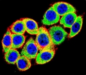 Immunofluorescent staining of human HeLa cells with PKC alpha antibody (green), DAPI nuclear stain (blue) and anti-Actin (red).