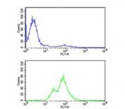 Flow cytometry testing of human CEM cells with PKC alpha antibody; Blue=isotype control, Green= PKC alpha antibody.
