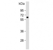 Western blot testing of human K562 cell lysate with RARS2 antibody. Predicted molecular weight ~66 kDa.