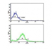 Flow cytometry testing of human NCI-H292 cells with RARS2 antibody; Blue=isotype control, Green= RARS2 antibody.