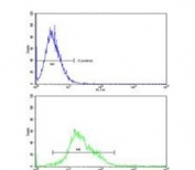 Flow cytometry testing of human K562 cells with PTK2 antibody; Blue=isotype control, Green= PTK2 antibody.