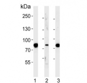 Western blot testing of 1) mouse kidney, 2) rat kidney and 3) rat liver tissue lysate with EHHADH antibody. Predicted molecular weight ~79 kDa.
