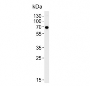 Western blot testing of human HeLa cell lysate with Kinesin light chain 1 antibody. Predicted molecular weight ~65 kDa.