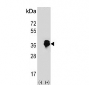 Western blot testing of 1) non-transfected and 2) transfected 293 cell lysate with Max-like protein X antibody.