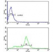 Flow cytometry testing of human MDA-MB-231 cells with CAV2 antibody; Blue=isotype control, Green= CAV2 antibody.