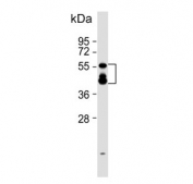 Western blot testing of mouse liver tissue lysate with KMO antibody. Expected molecular weight: 52-56 kDa (multiple isoforms).