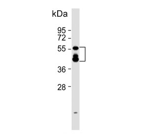 Western blot testing of mouse liver tissue lysate with KMO antibody. Expected molecular weight: 50-56 kDa (multiple isoforms).