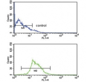 Flow cytometry testing of human CCRF-CEM cells with KMO antibody; Blue=isotype control, Green= KMO antibody.
