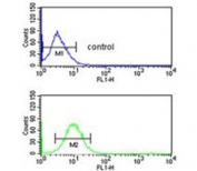 Flow cytometry testing of human HepG2 cells with Enoyl-CoA delta isomerase 2 antibody; Blue=isotype control, Green= Enoyl-CoA delta isomerase 2 antibody.