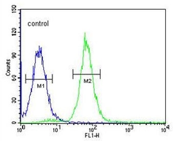 Flow cytometry testing of human HEK293 cells with PHYH antibody; Blue=isotype control, Green= PHYH antibody.