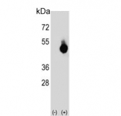 Western blot testing of 1) non-transfected and 2) transfected 293 cell lysate with GPANK1 antibody.