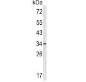 Western blot testing of mouse spleen tissue lysate with GPANK1 antibody. Predicted molecular weight ~39 kDa.