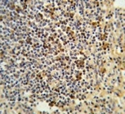 IHC testing of FFPE human spleen tissue with GPANK1 antibody. HIER: steam section in pH6 citrate buffer for 20 min and allow to cool prior to staining.