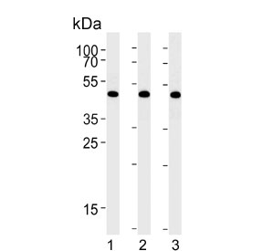 Western blot testing of human 1) A431, 2) HeLa and 3) Jurkat cell lysate with DDX39B antibody. Predicted molecular weight ~49 kDa.