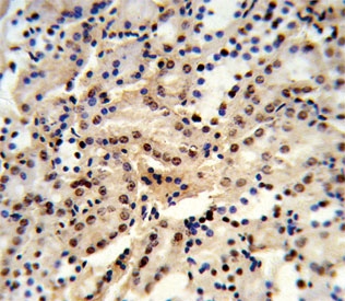 IHC testing of FFPE human kidney tissue with DDX39B antibody. HIER: steam section in pH6 citrate buffer for 20 min and allow to cool prior to staining.