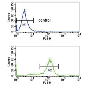 Flow cytometry testing of human K562 cells with DDX39B antibody; Blue=isotype control, Green= DDX39B antibody.