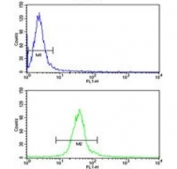 Flow cytometry testing of human HeLa cells with Derlin 1 antibody; Blue=isotype control, Green= Derlin 1 antibody.