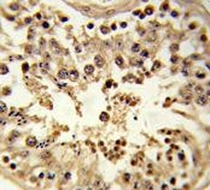 IHC testing of FFPE human testis tissue with CDC42EP3 antibody. HIER: steam section in pH6 citrate buffer for 20 min and allow to cool prior to staining.