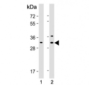 Western blot testing of human 1) HeLa and 2) HepG2 cell lysate with CTHRC1 antibody. Expected molecular weight: 26-30 kDa.