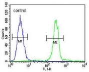 Flow cytometry testing of human A375 cells with CTHRC1 antibody; Blue=isotype control, Green= CTHRC1 antibody.