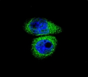 Immunofluorescent staining of human HeLa cells with CYP7B1 antibody (green) and DAPI nuclear stain (blue).