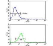 Flow cytometry testing of human HeLa cells with CYP7B1 antibody; Blue=isotype control, Green= CYP7B1 antibody.