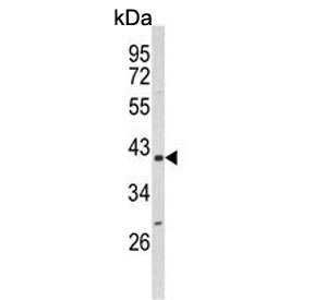 Western blot testing of mouse NIH 3T3 cell lysate with PPIase D antibody. Predicted molecular weight ~41 kDa.