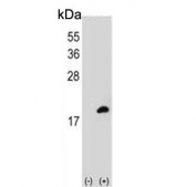Western blot testing of 1) non-transfected and 2) transfected 293 cell lysate with COTL1 antibody.