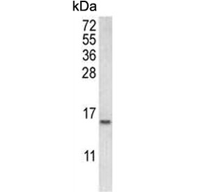 Western blot testing of human HeLa cell lysate with COTL1 antibody. Predicted molecular weight ~16 kDa.