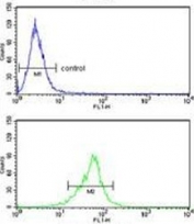 Flow cytometry testing of human HeLa cells with COTL1 antibody; Blue=isotype control, Green= COTL1 antibody.