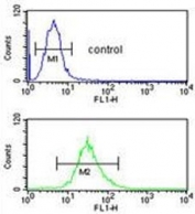 Flow cytometry testing of human HL60 cells with SELENBP1 antibody; Blue=isotype control, Green= SELENBP1 antibody.