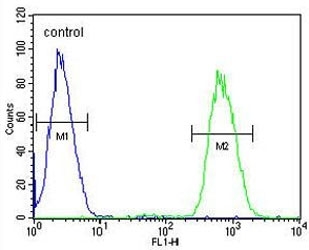 Flow cytometry testing of human CCRF-CEM cells with Galactosylceramide sulfotransferase antibody; Blue=isotype control, Green= Galactosylceramide sulfotransferase antibody.