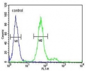 Flow cytometry testing of human HEK293 cells with ADAMTS18 antibody; Blue=isotype control, Green= ADAMTS18 antibody.