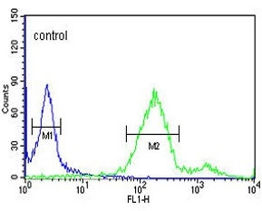 Flow cytometry testing of human HeLa cells with RAB8A antibody; Blue=isotype control, Green= RAB8A antibody.