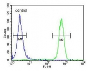 Flow cytometry testing of human MCF7 cells with Cdc37 antibody; Blue=isotype control, Green= Cdc37 antibody.