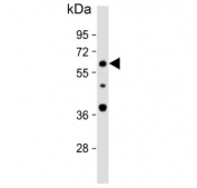 Western blot testing of human MCF7 cell lysate with APEX2 antibody. Predicted molecular weight ~57 kDa.