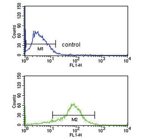 Flow cytometry testing of human MCF7 cells with APEX2 antibody; Blue=isotype control, Green= APEX2 antibody.